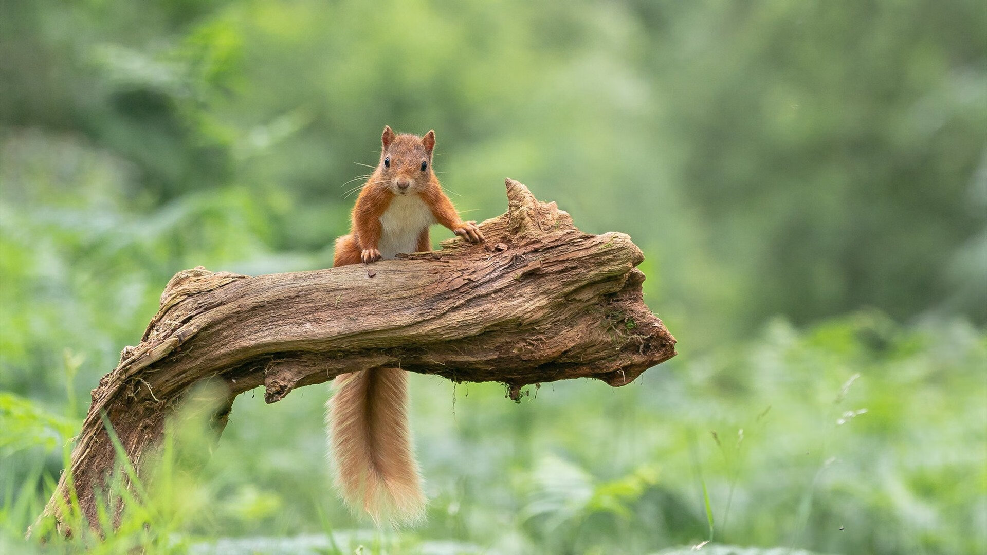 “战术创新：联盟中最具突破性的打法解析”，联盟突破最强的球员