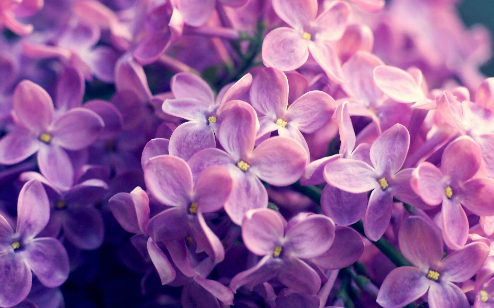 “裁判幕后:鲜为人知的判罚细节”,裁判的话