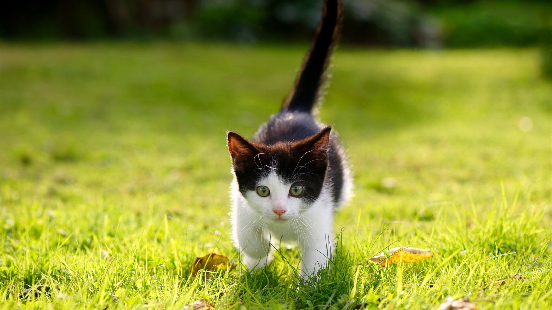 普尔成为勇士队“新爆点”，场均得分创新高，勇士普洱是新秀吗