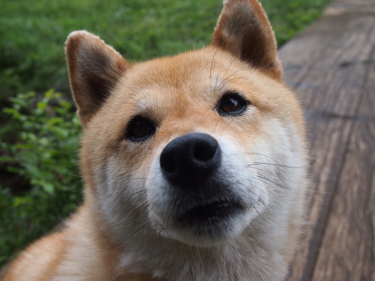 勇士完封森林狼,关键一役中库里双手暴扣点燃全场,勇士森林狼2021