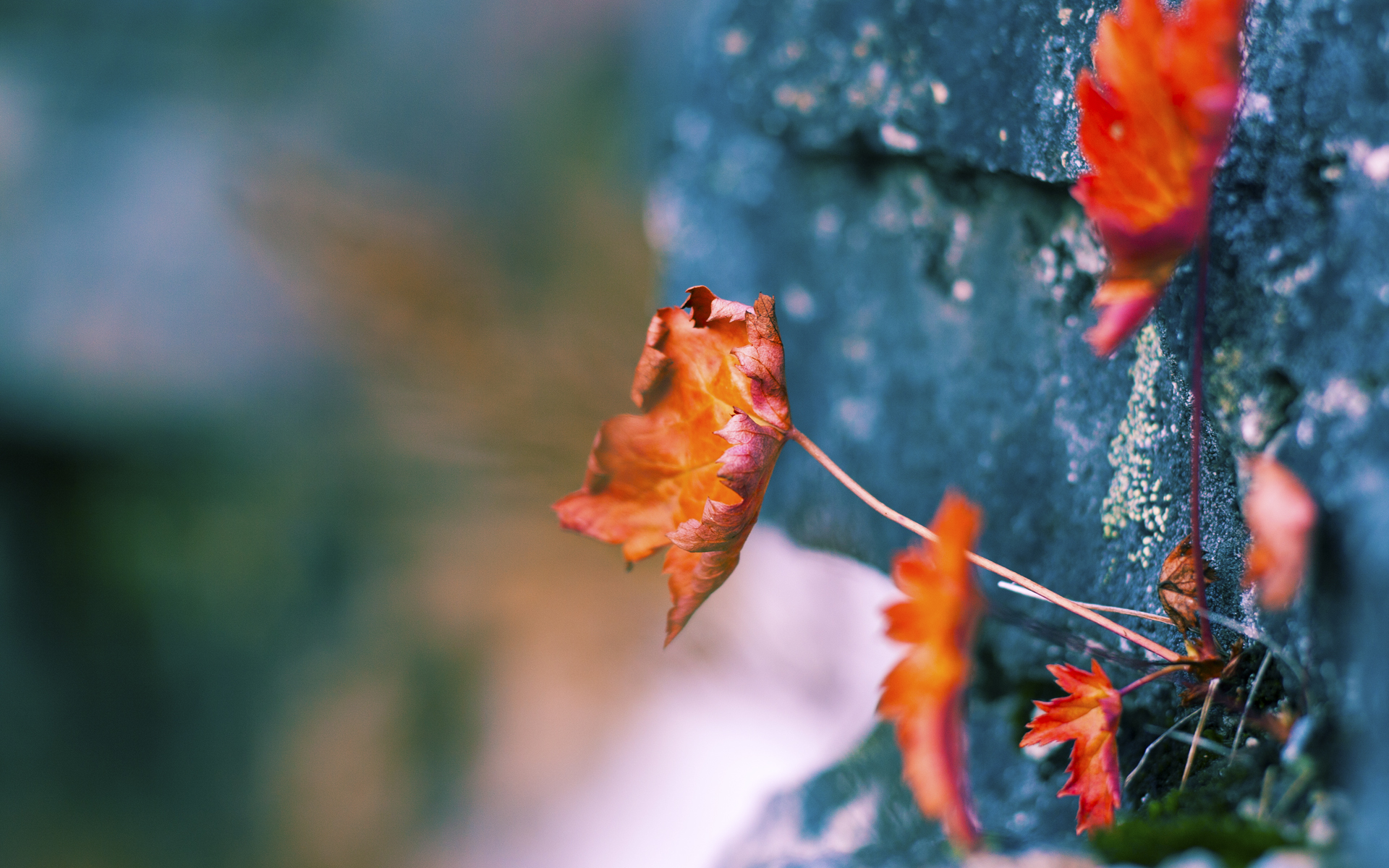 九游下载官网-拉齐奥战胜萨索洛，罗马球队再见胜利曙光，拉齐奥对萨索洛比分预测