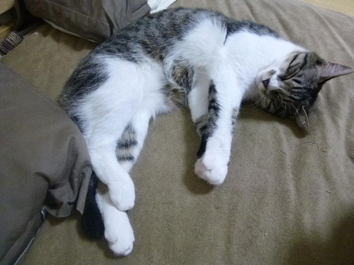 是否应支持球员参与国际非营利组织，是否应支持球员参与国际非营利组织运营