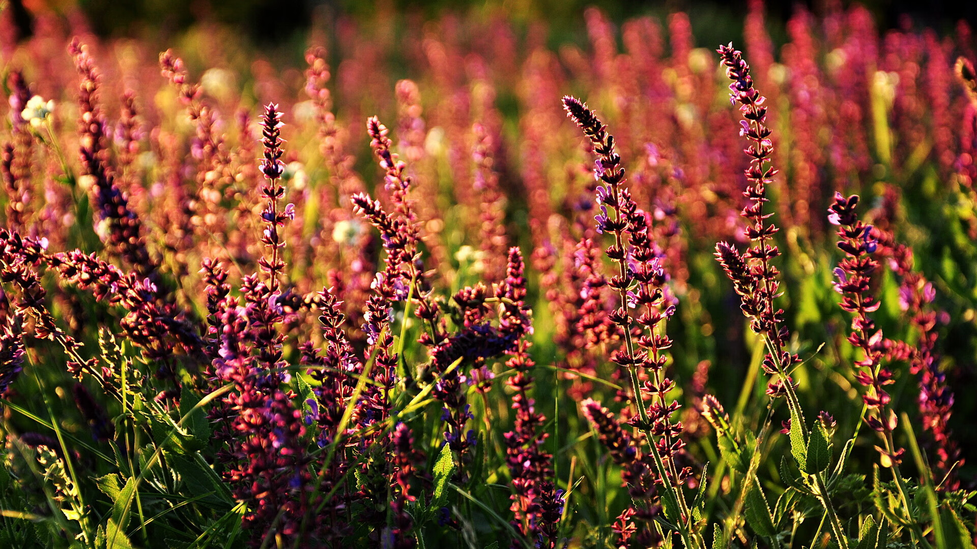 阿根廷名将重伤 无缘国家队比赛,阿根廷 队员