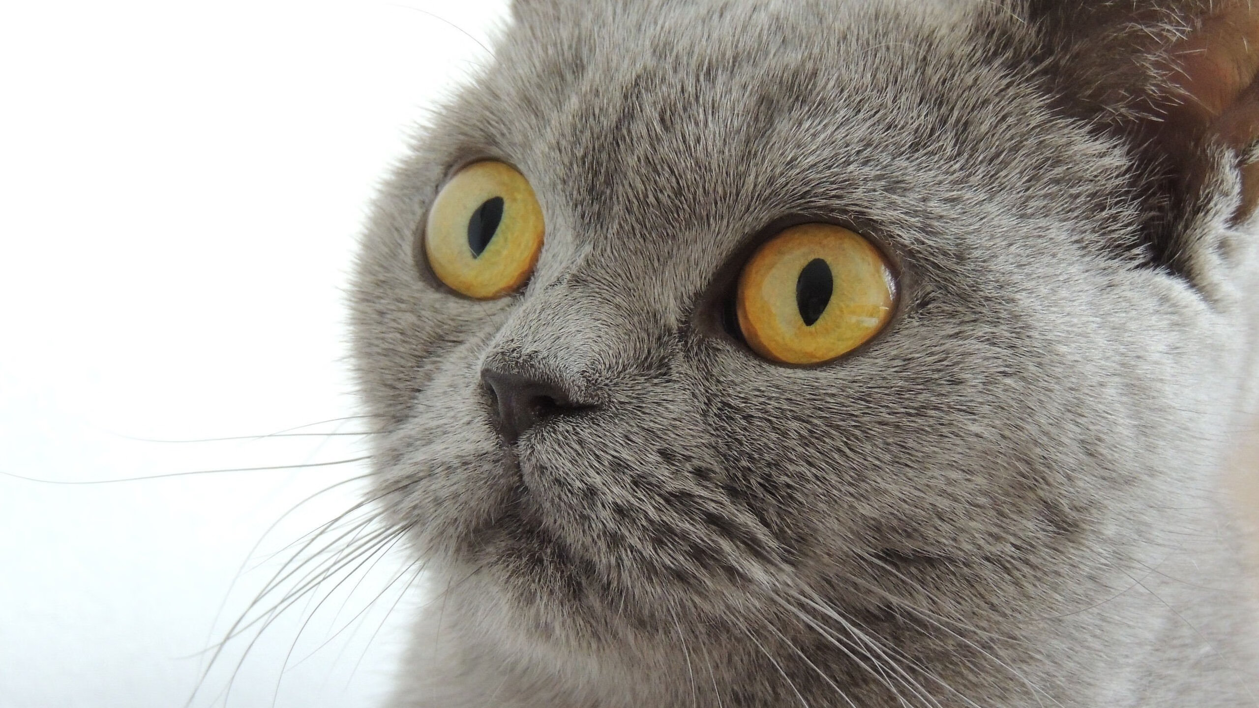 全运会赛事筹备步入关键阶段，全运会已开赛项目