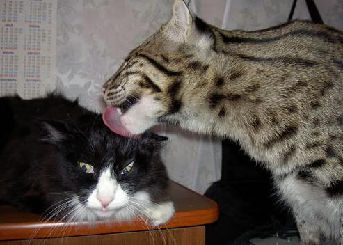 博塔弗戈门将单场扑救数创新高,博塔弗戈对累体育