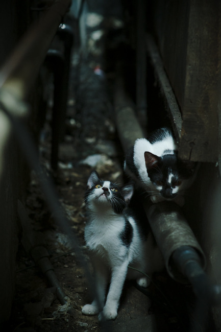 美洲杯英雄辈出：场场精彩，令人振奋！，美洲杯出场名单